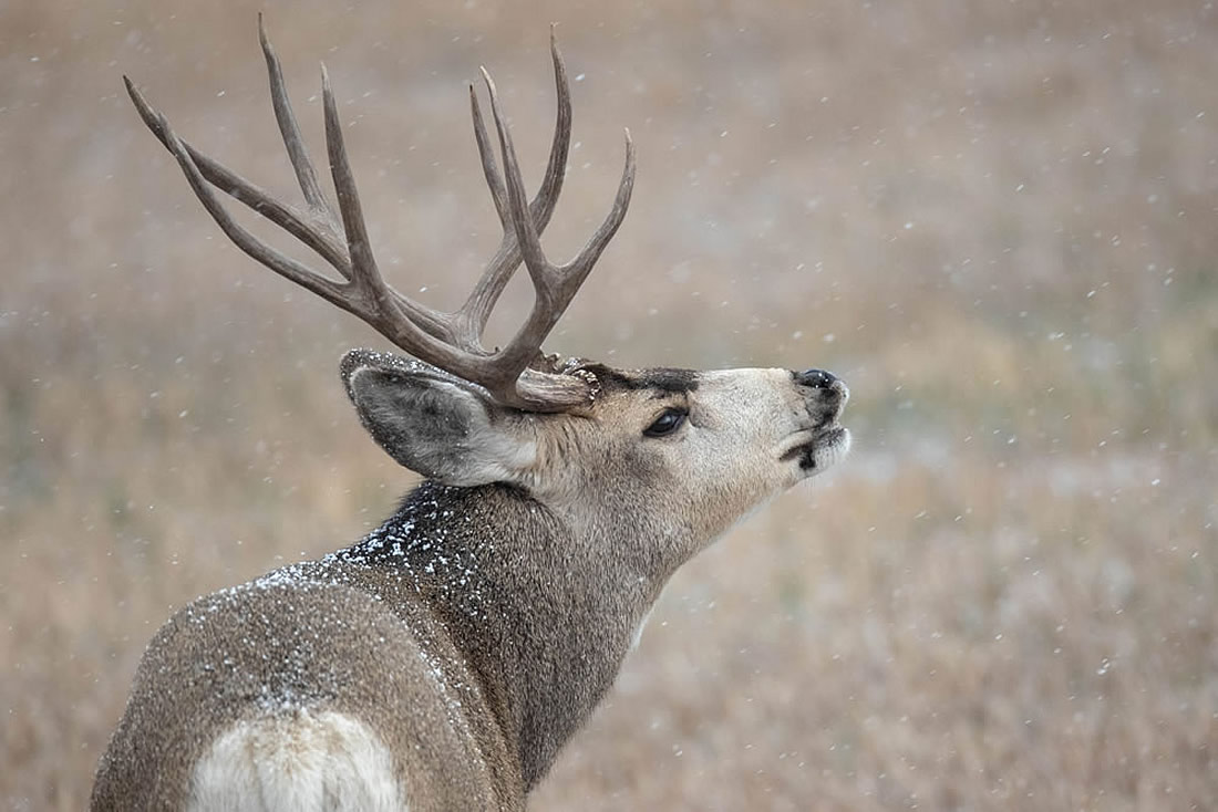 Carbon County wildlife