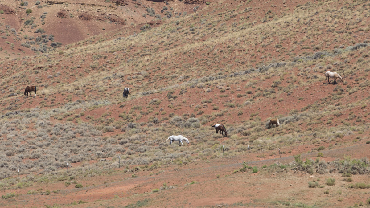 Public Lands & Wild Horses