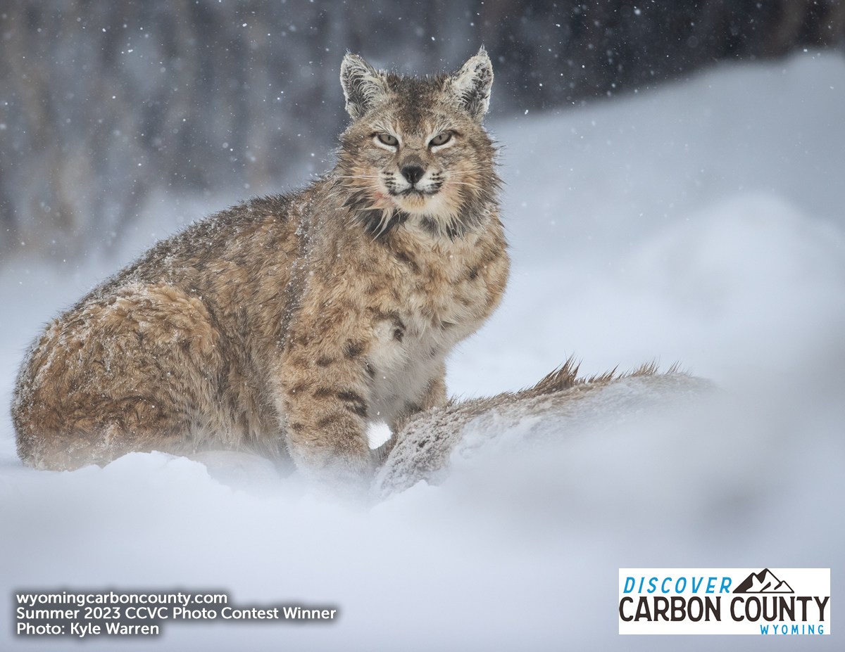 1st Place: “Bobcat” by Kyle Warren of Hanna.